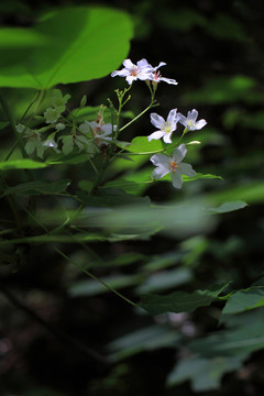 油桐花