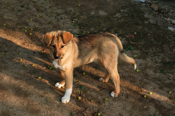 中华田园犬