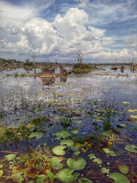 柬埔寨湿地