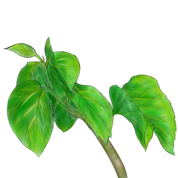 桑葉插畫設計