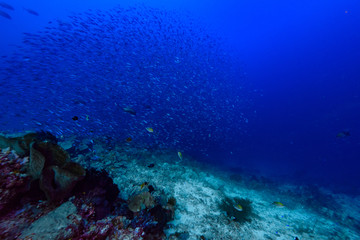 海洋鱼群