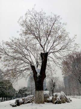 冬季国槐树
