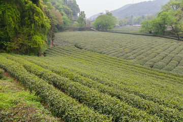 杭州西湖龙井茶园