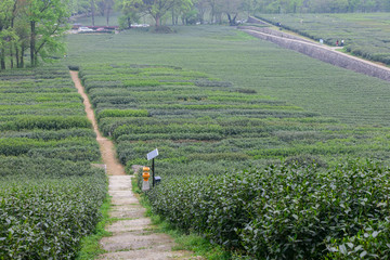 杭州西湖龙井茶园