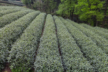 杭州西湖龙井茶园