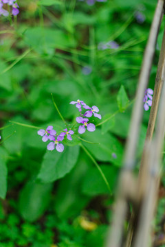 野花