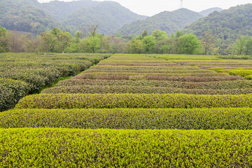 杭州西湖龙井茶园