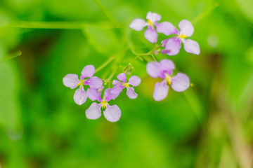 野花