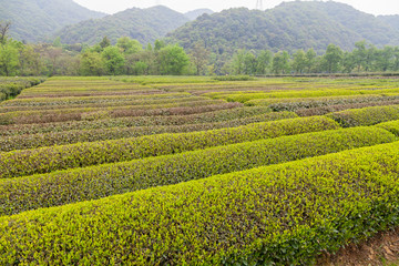 杭州西湖龙井茶园