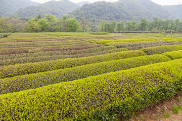 杭州西湖龙井茶园