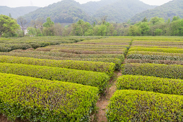 杭州西湖龙井茶园