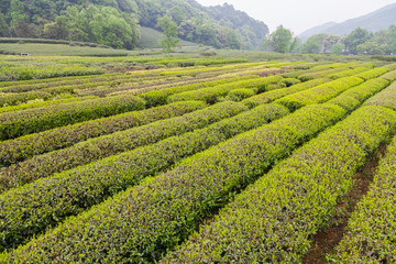 杭州西湖龙井茶园