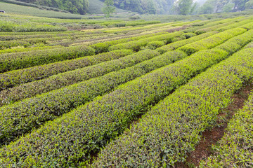 杭州西湖龙井茶园