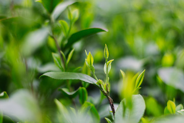 杭州西湖龙井茶园