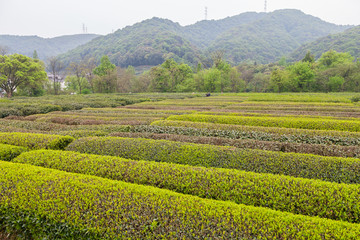 杭州西湖龙井茶园