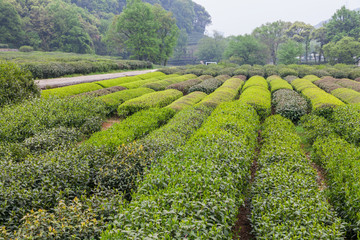 杭州西湖龙井茶园