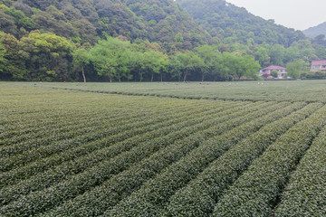 杭州西湖龙井茶园