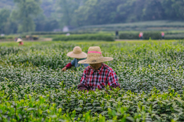 杭州西湖龙井茶园