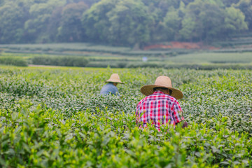 杭州西湖龙井茶园