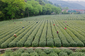 杭州西湖龙井茶园