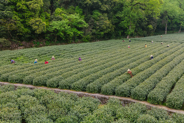 杭州西湖龙井茶园