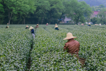 杭州西湖龙井茶园