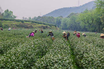 杭州西湖龙井茶园