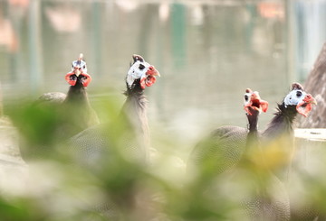 珍珠鸡