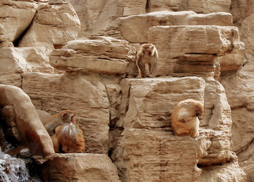 岩石上的猴子