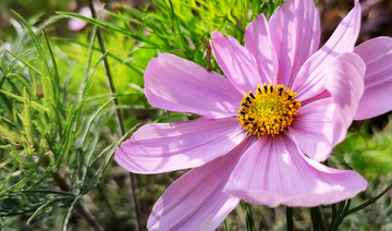 格桑花