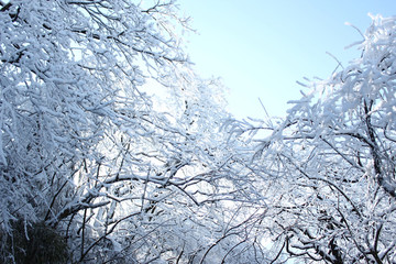 霜枝