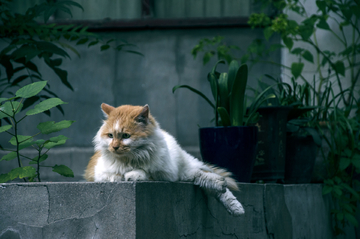 老院子里的猫