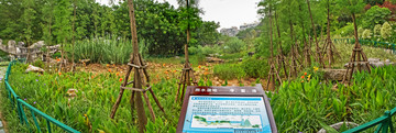 海绵化改造雨水湿地