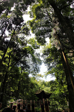 青城山西蜀第一山