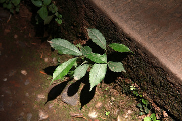 青城山西蜀第一山