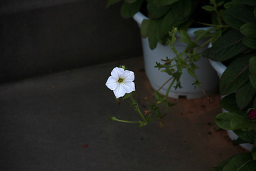 花盆里的小白花