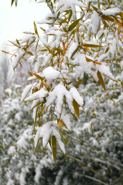 雪竹