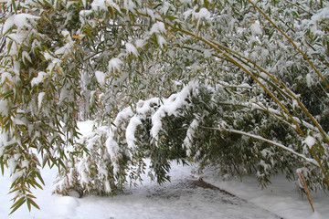 雪竹