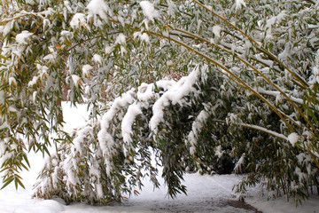 雪竹