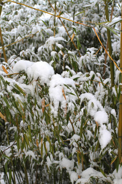 雪竹