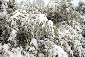 雪竹