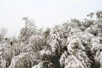 雪竹