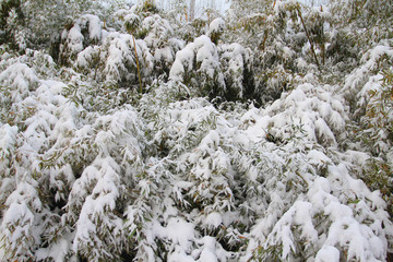 雪竹