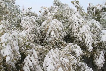 雪竹