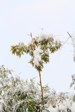 雪竹