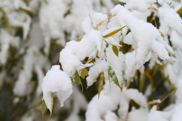 雪竹