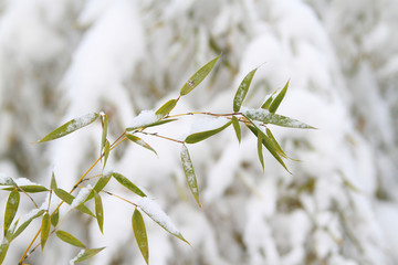 雪竹