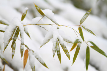 雪竹