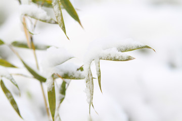 雪竹