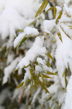 雪竹